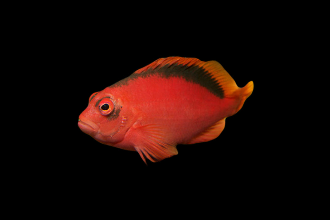 Flame Hawkfish