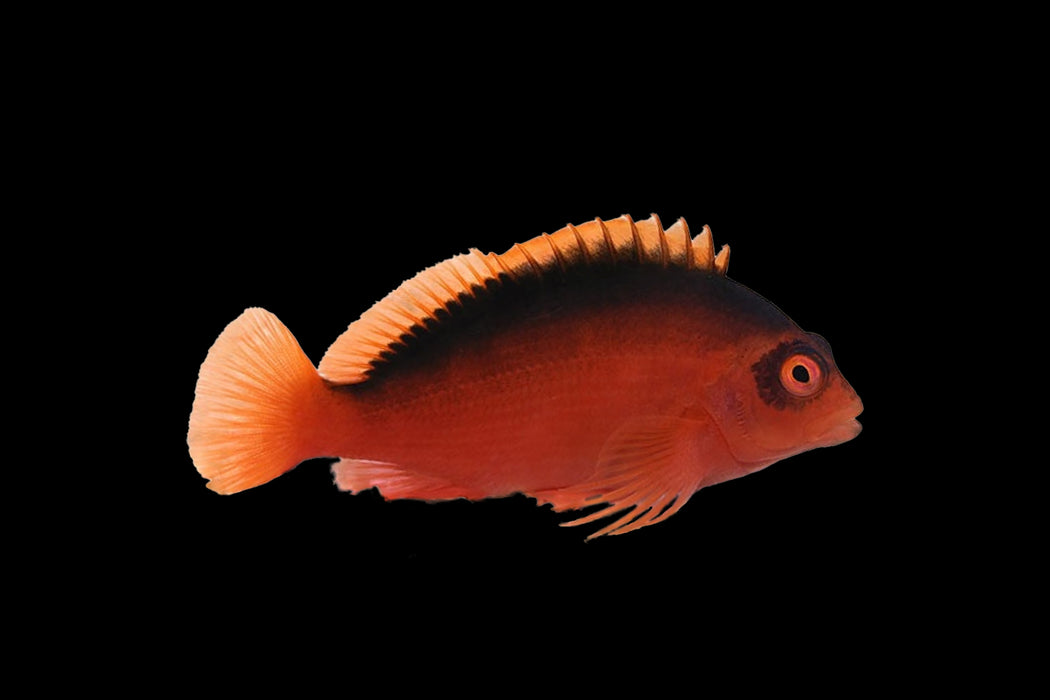 Flame Hawkfish