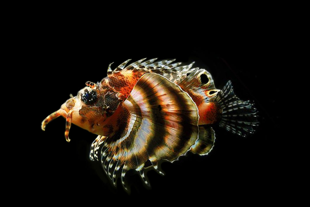 Fu Manchu Lionfish