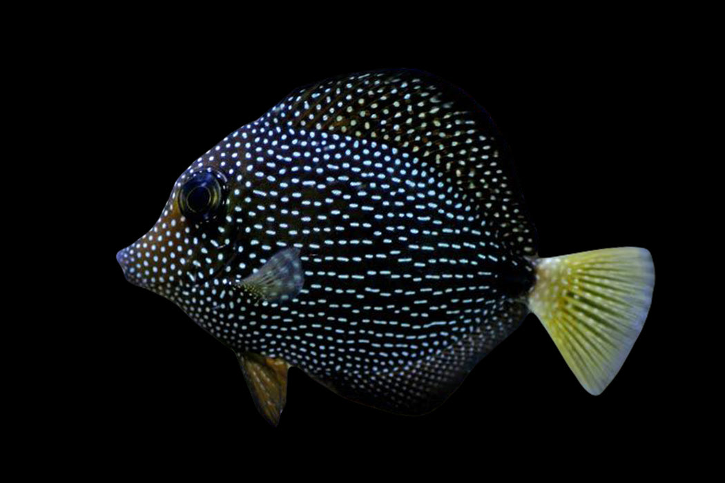 Gemmatum Tang