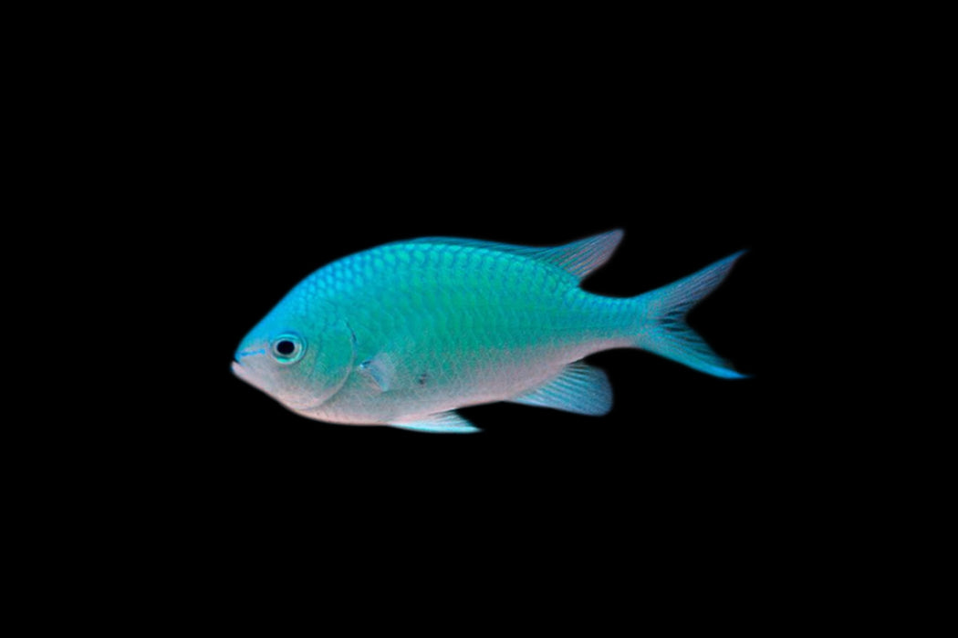 Green Chromis