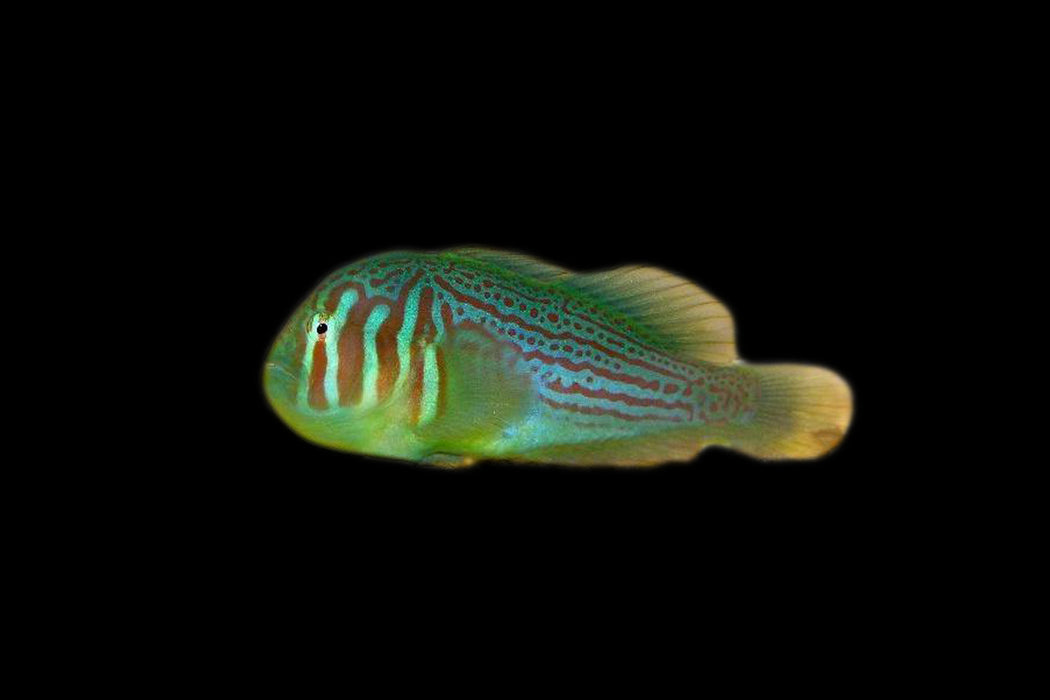 Green Clown Goby