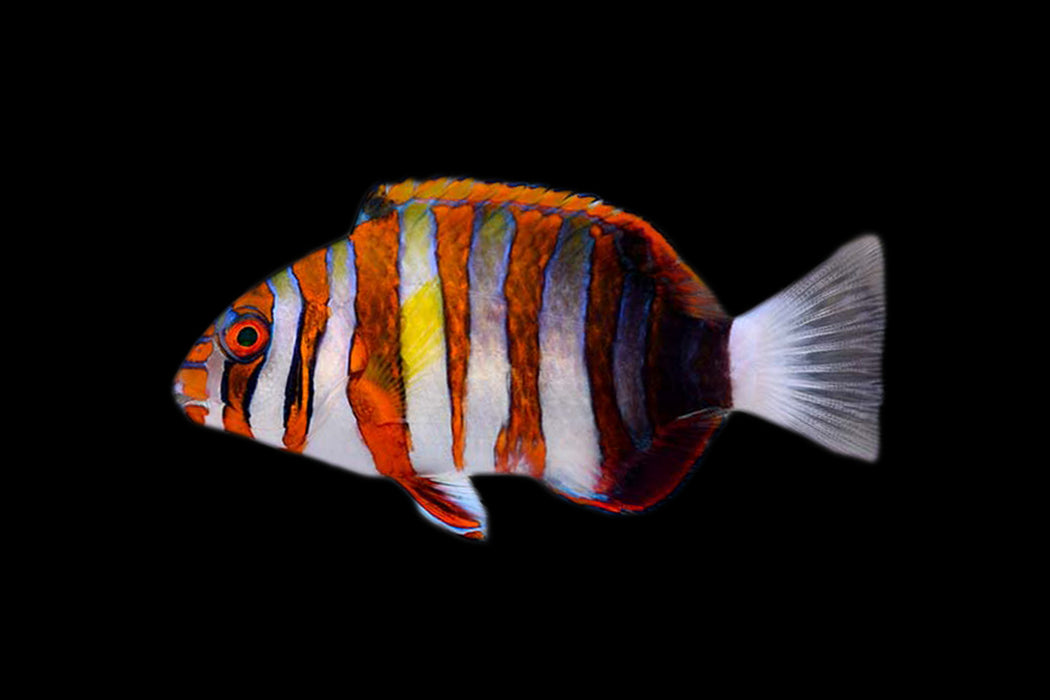 Harlequin Tusk
