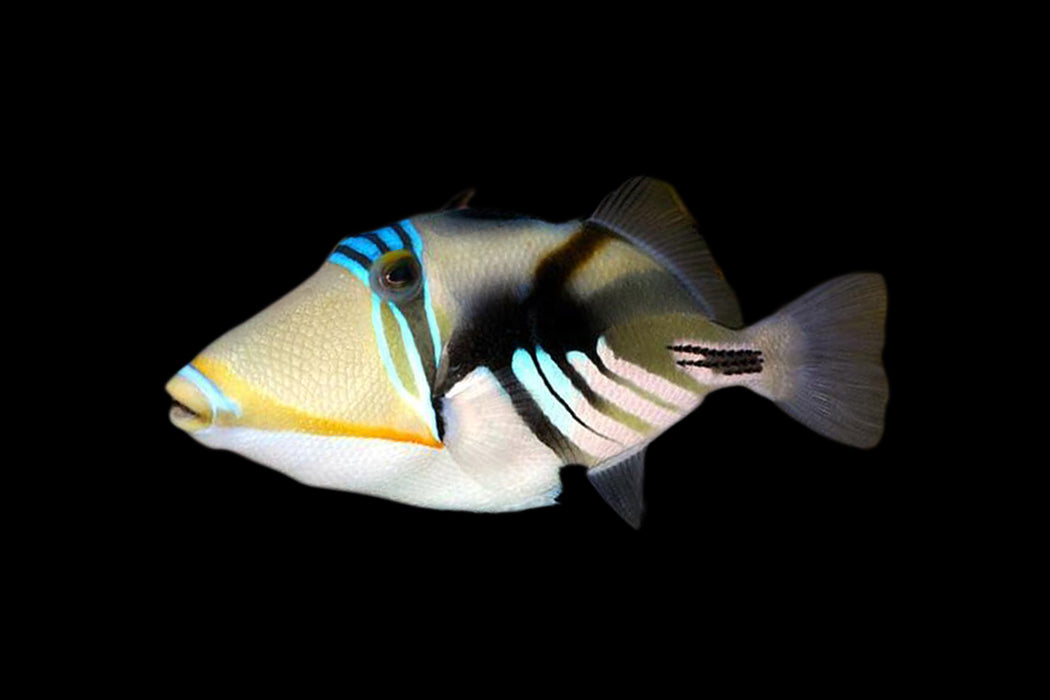 Humu Picasso Triggerfish