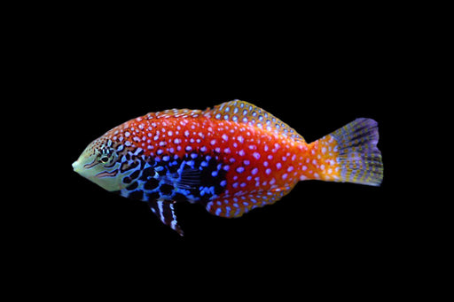 Leopard Wrasse (AFRICA) Wrasse Reef Lounge USA 