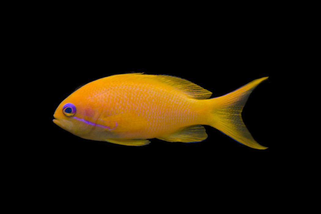 Lyretail Anthias