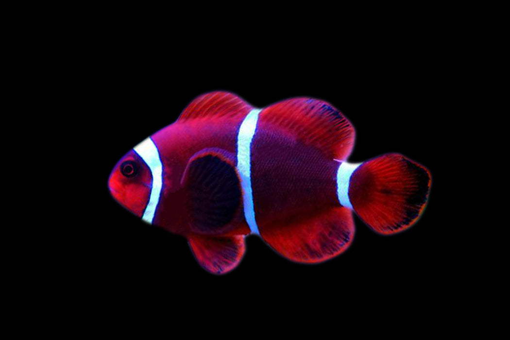 Maroon Clownfish