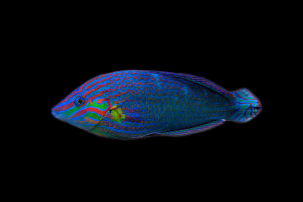 Melanurus Wrasse