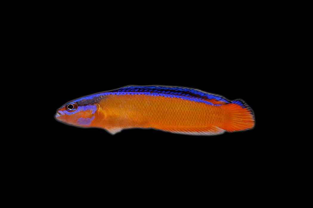Neon Dottyback