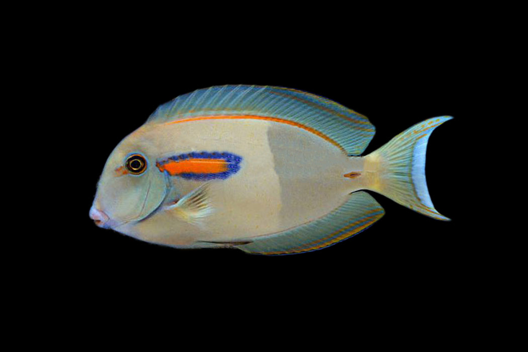 Orange Shoulder Tang (INDO)