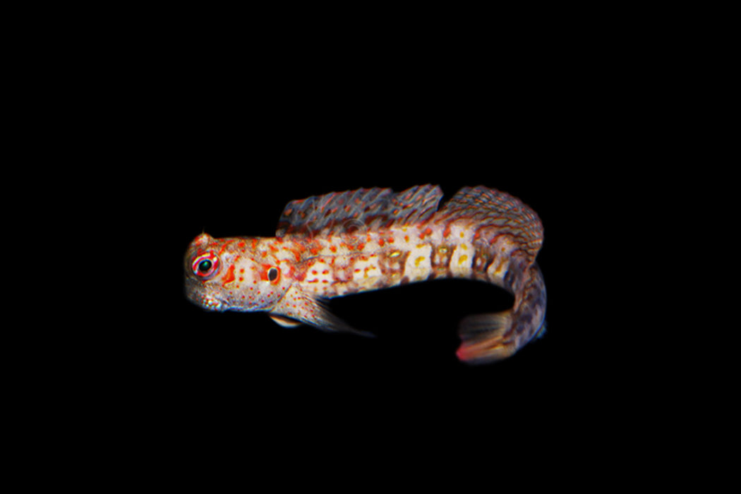Orange Spotted Blenny