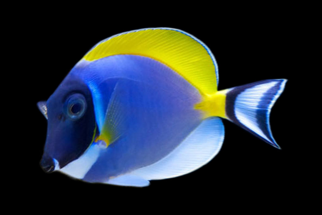 Powder Blue Tang