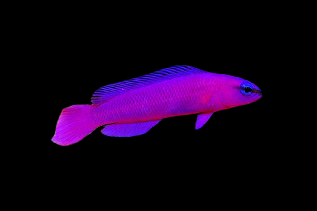 Purple Dottyback