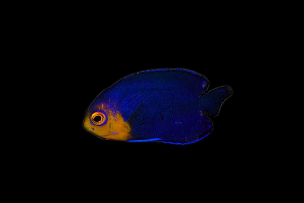 Pygmy Angelfish