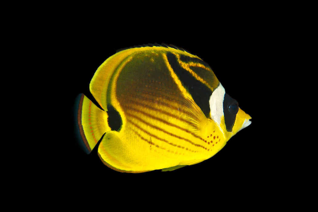 Raccoon Butterflyfish