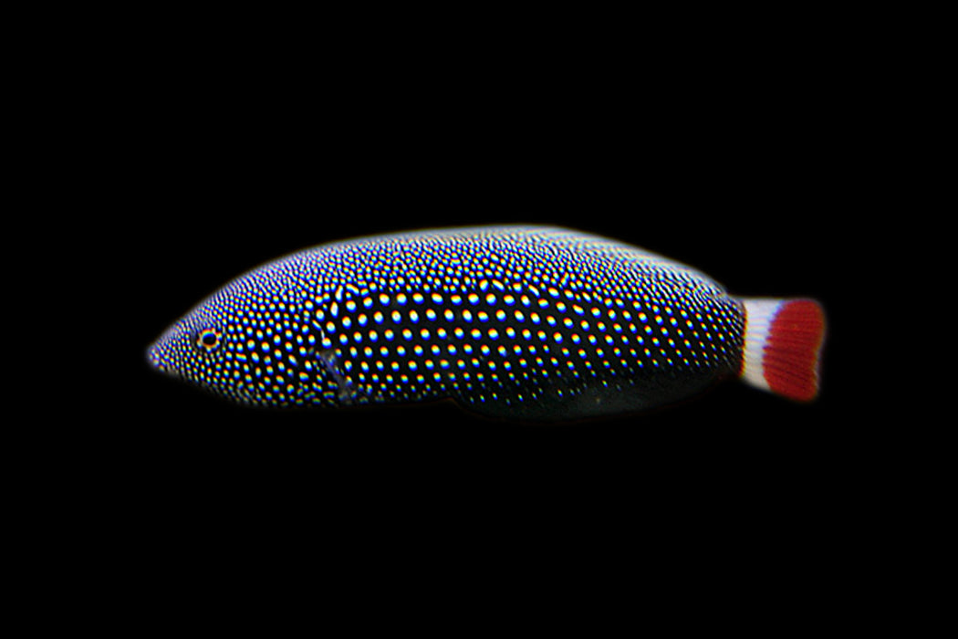 Redtail Tamarin Wrasse