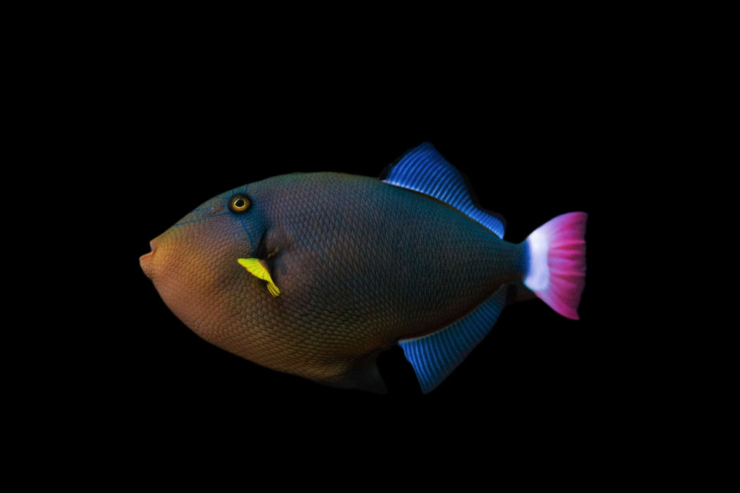 Pinktail Triggerfish