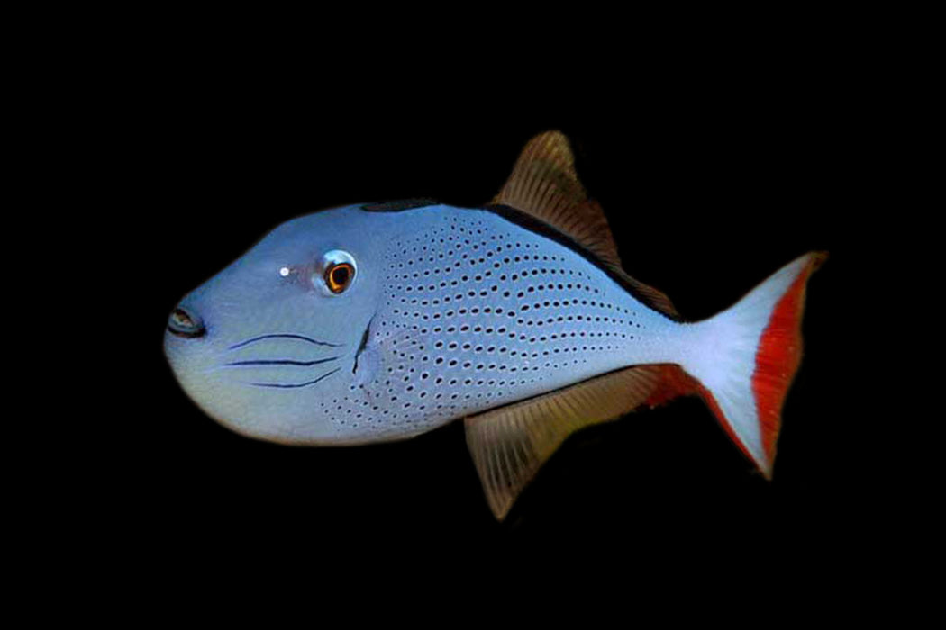 Red Tail Triggerfish