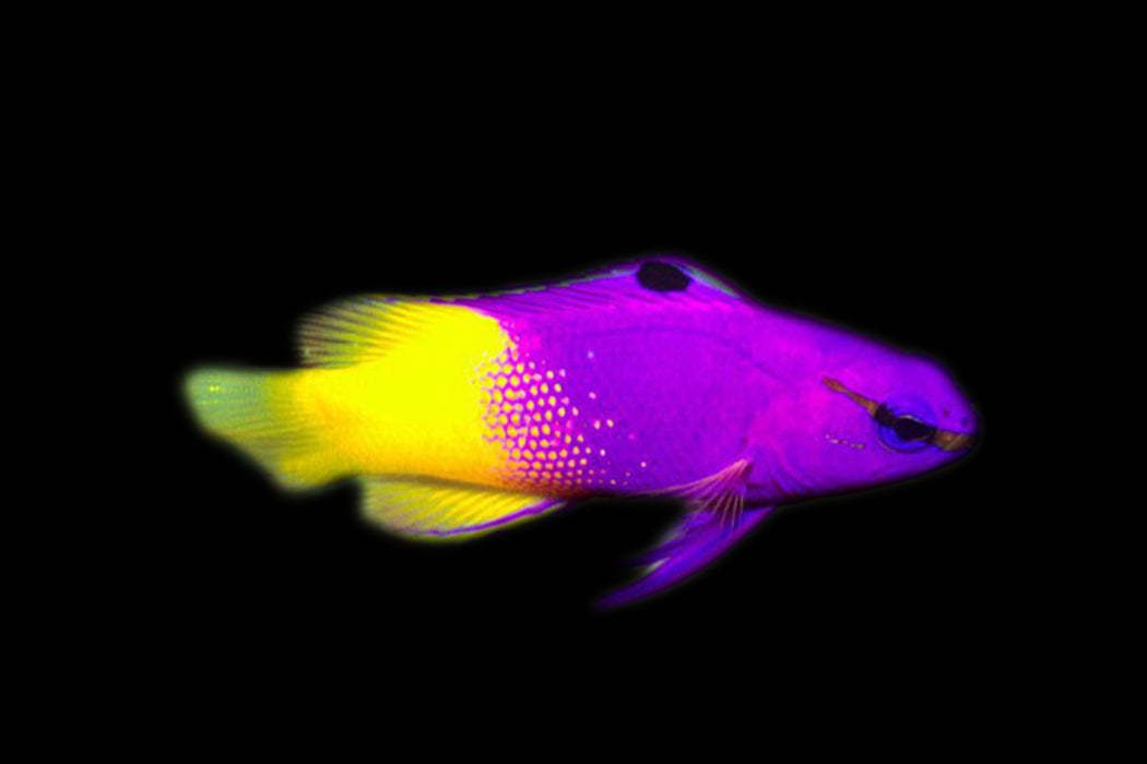 Royal Gramma Basslet