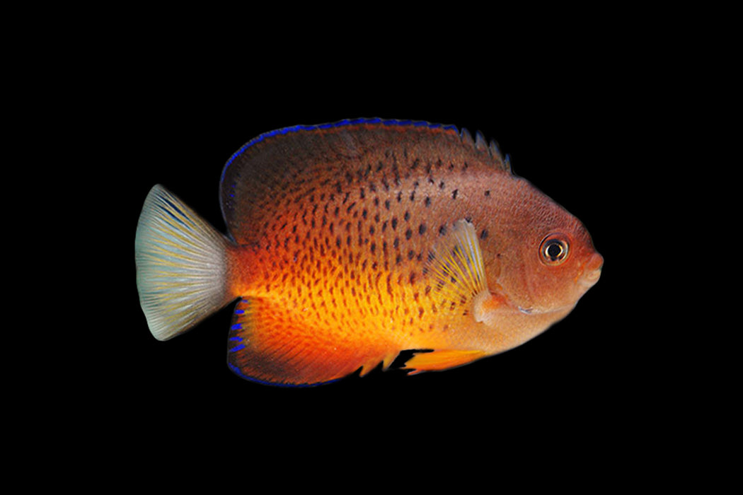 Rusty Angelfish