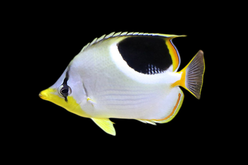 Saddleback Butterflyfish