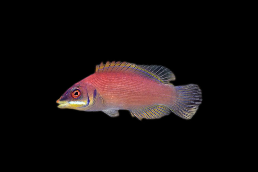 Scarlet Pin Stripe Wrasse