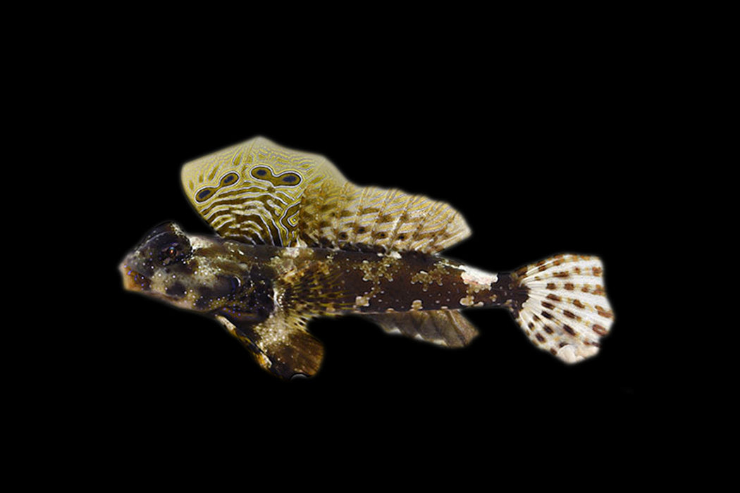 Scooter Blenny
