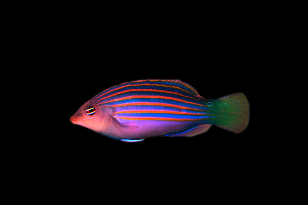 Six Line Wrasse