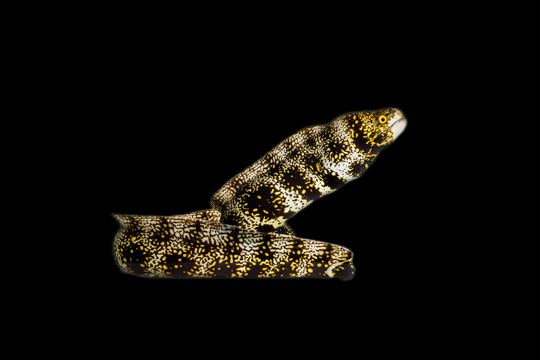 Snowflake Eel