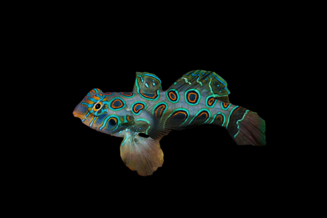Spotted Mandarin