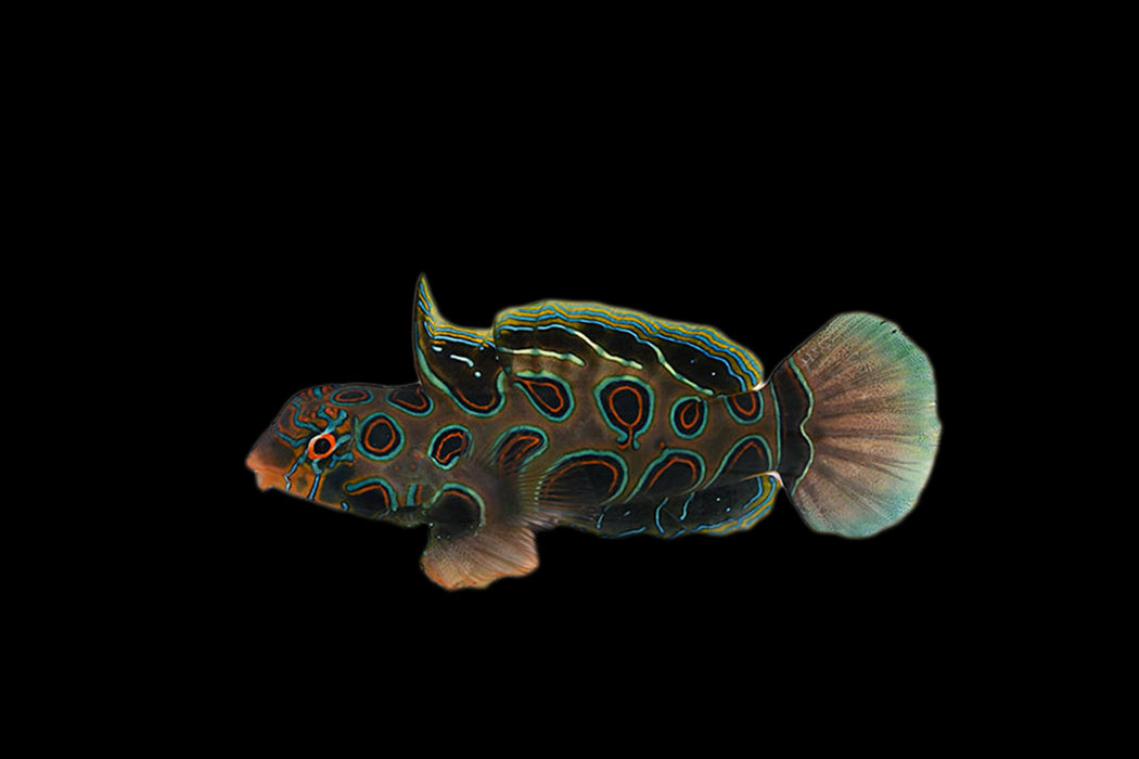 Spotted Mandarin