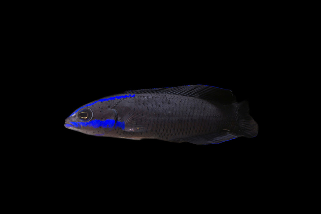 Springeri Dottyback
