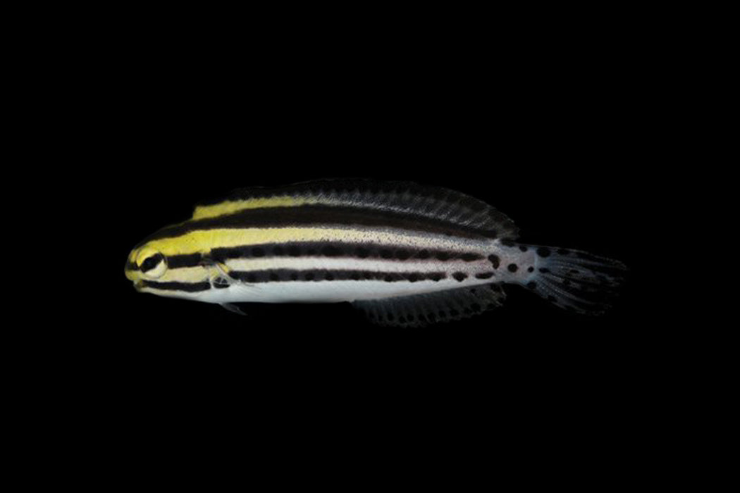 Striped Blenny
