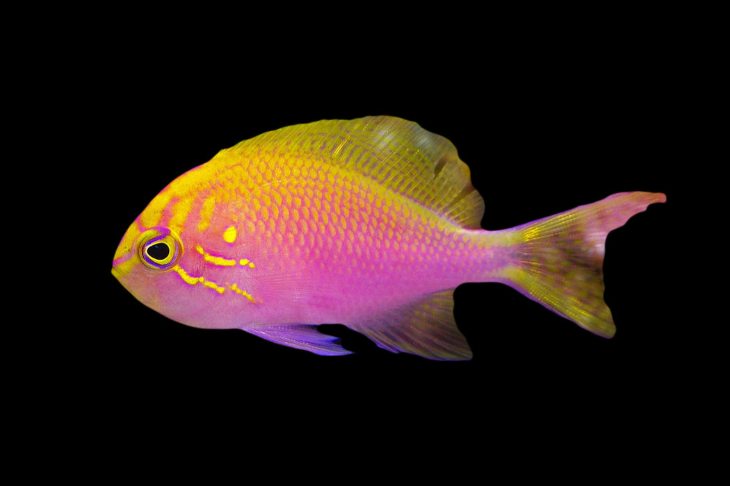 Fathead Sunburst Anthias