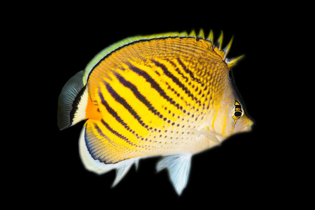 Sunset Butterflyfish