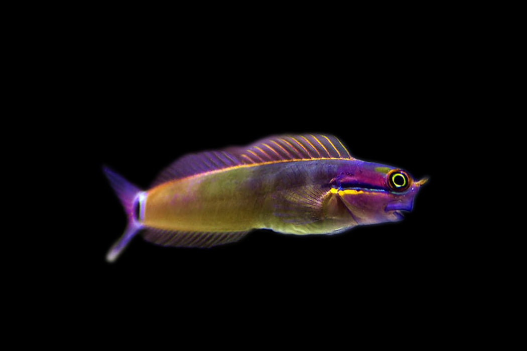 Tailspot Blenny