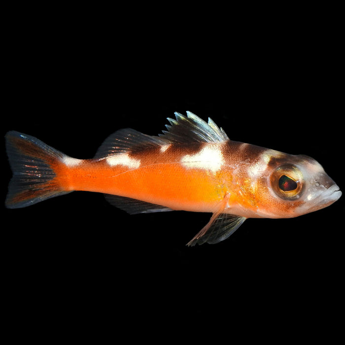 Tobacco Basslet