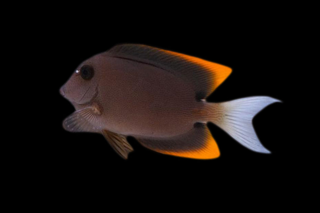 Bristletooth Tomini Tang