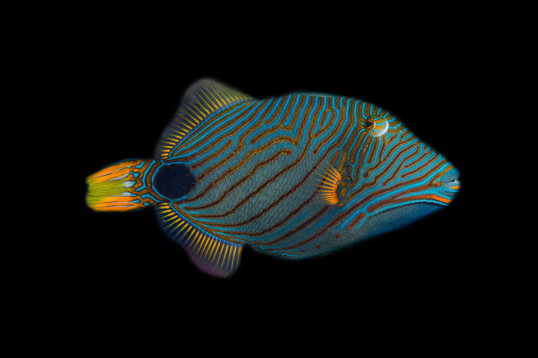 Undulate Triggerfish