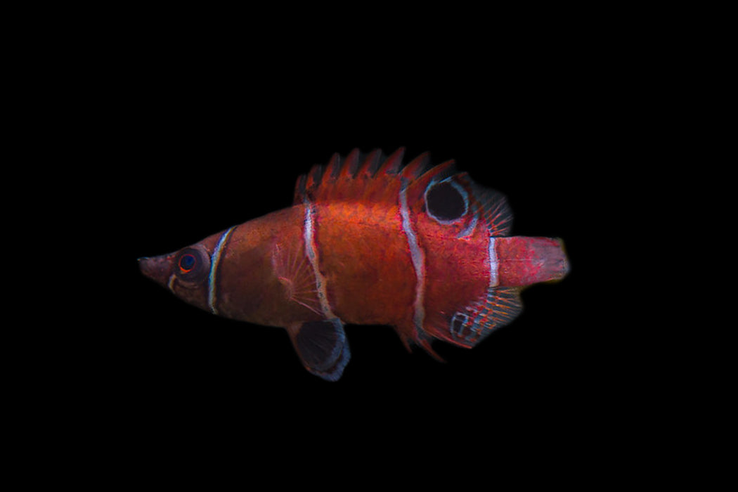 White Banded Possum Wrasse