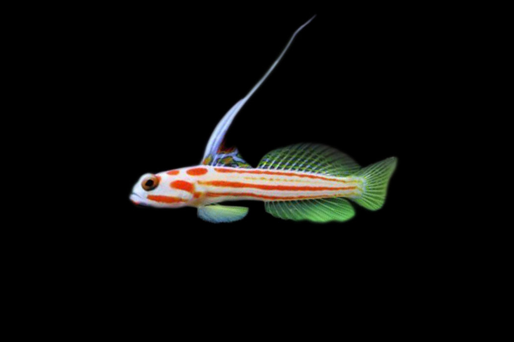 Yasha White Ray Shrimp Goby