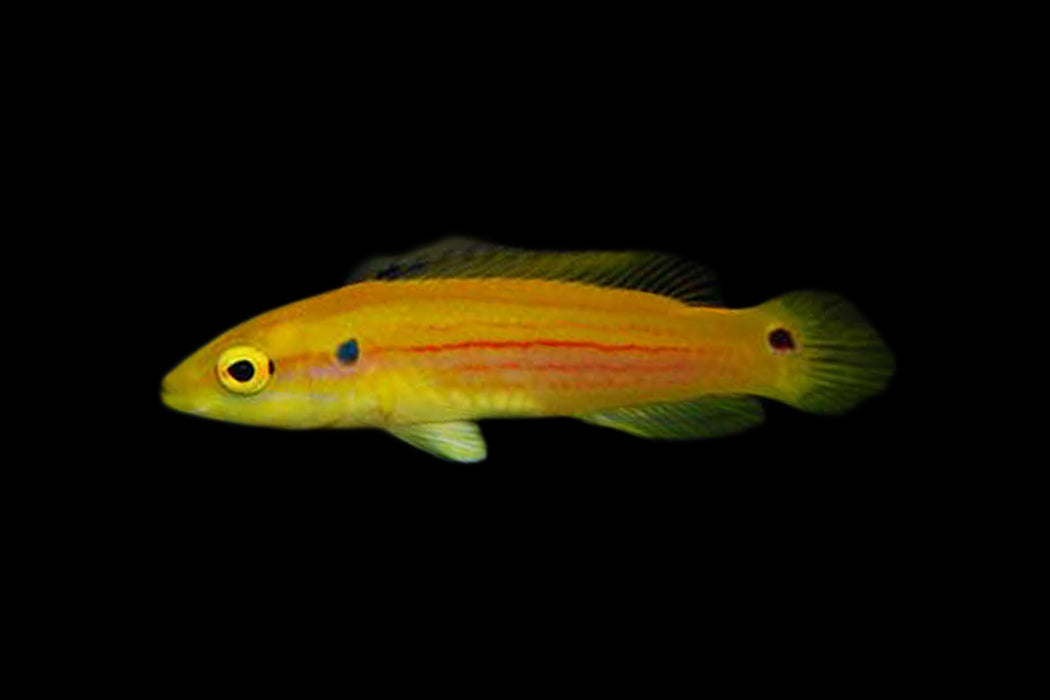 Yellow Candy Hogfish