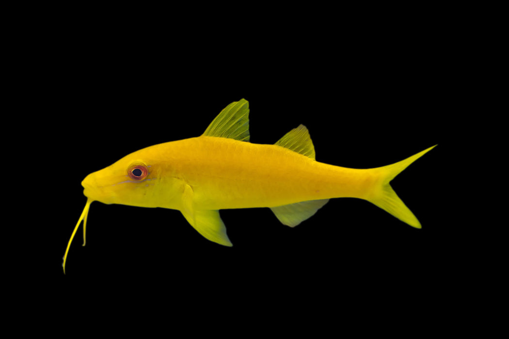 Yellow Goatfish