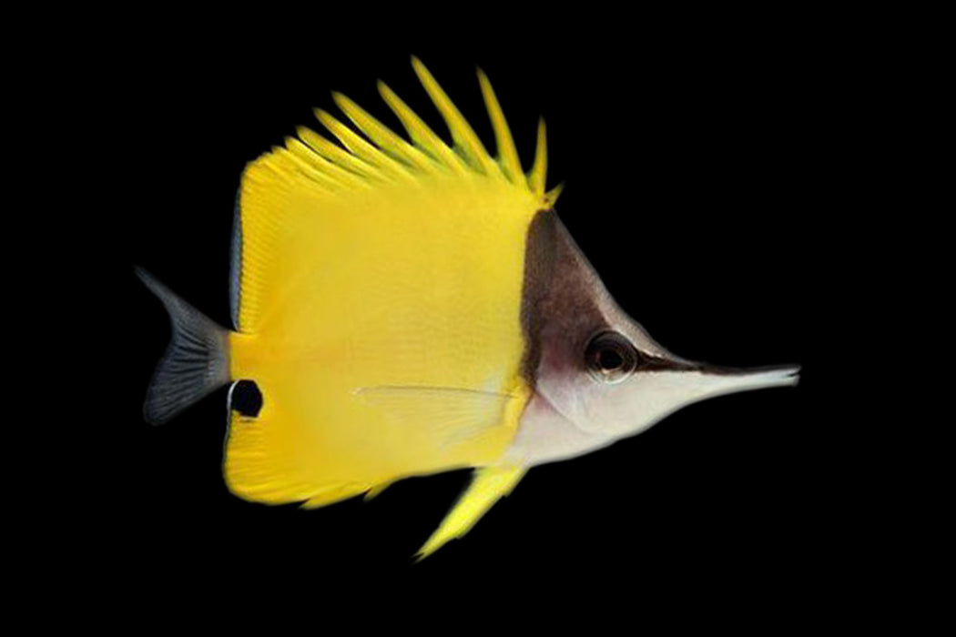 Yellow Longnose Butterflyfish
