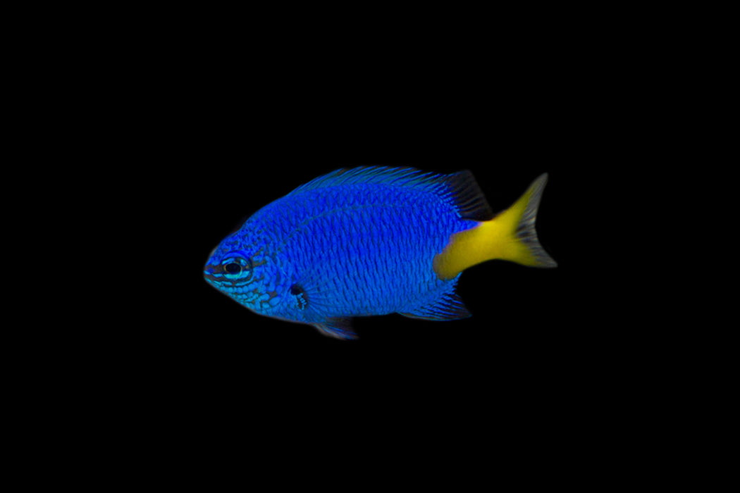Yellowtail Damsel