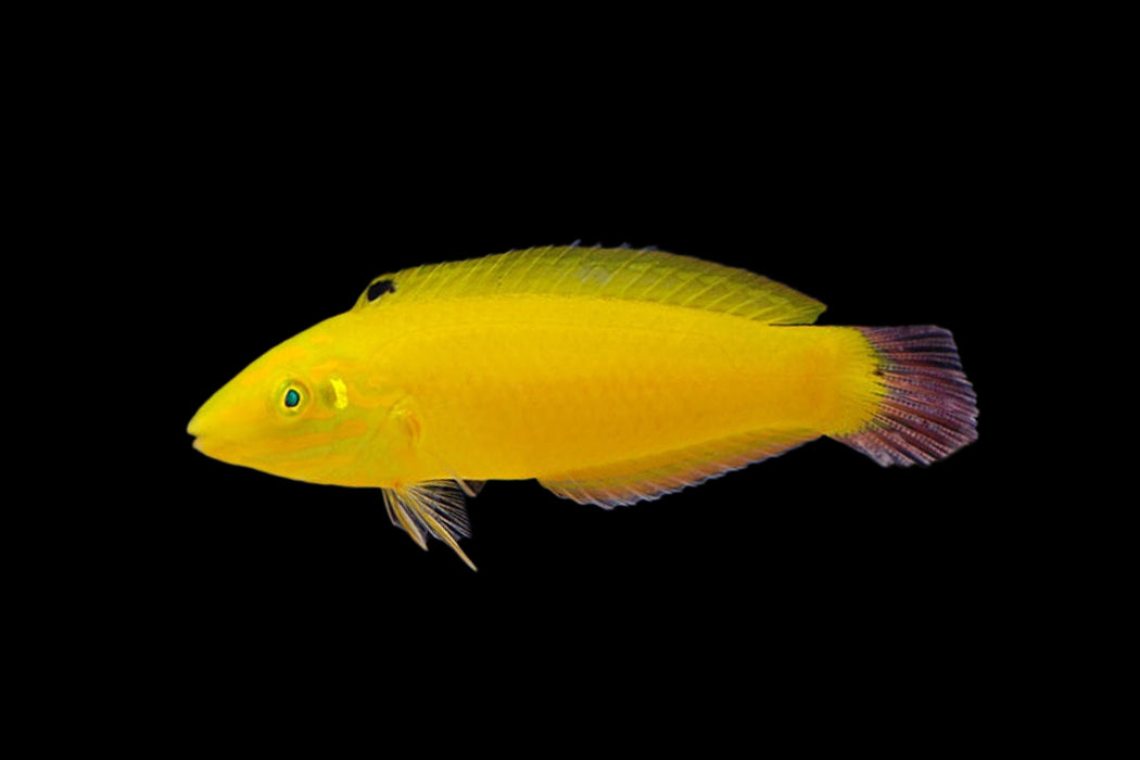 Yellow Wrasse