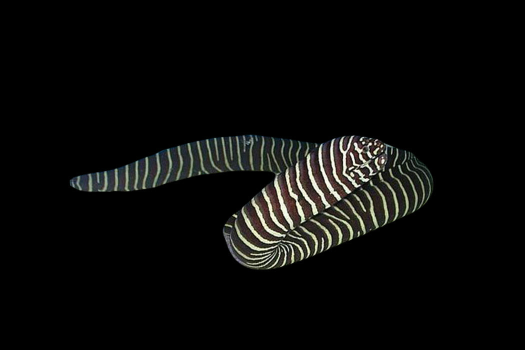 Zebra Moray Eel