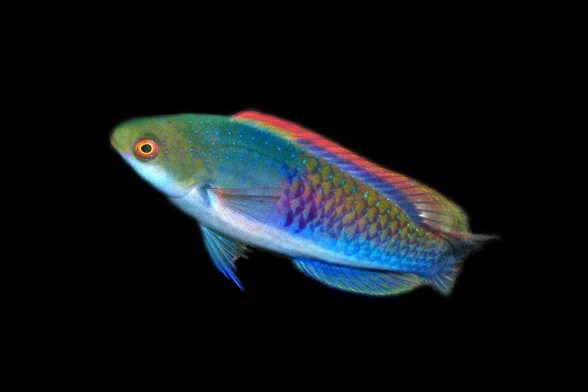 Koi Fairy Wrasse