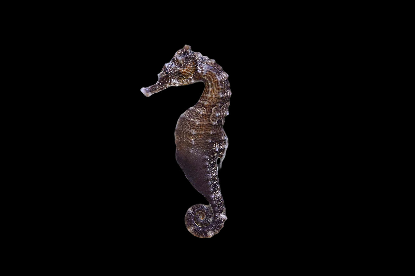 Sea horse