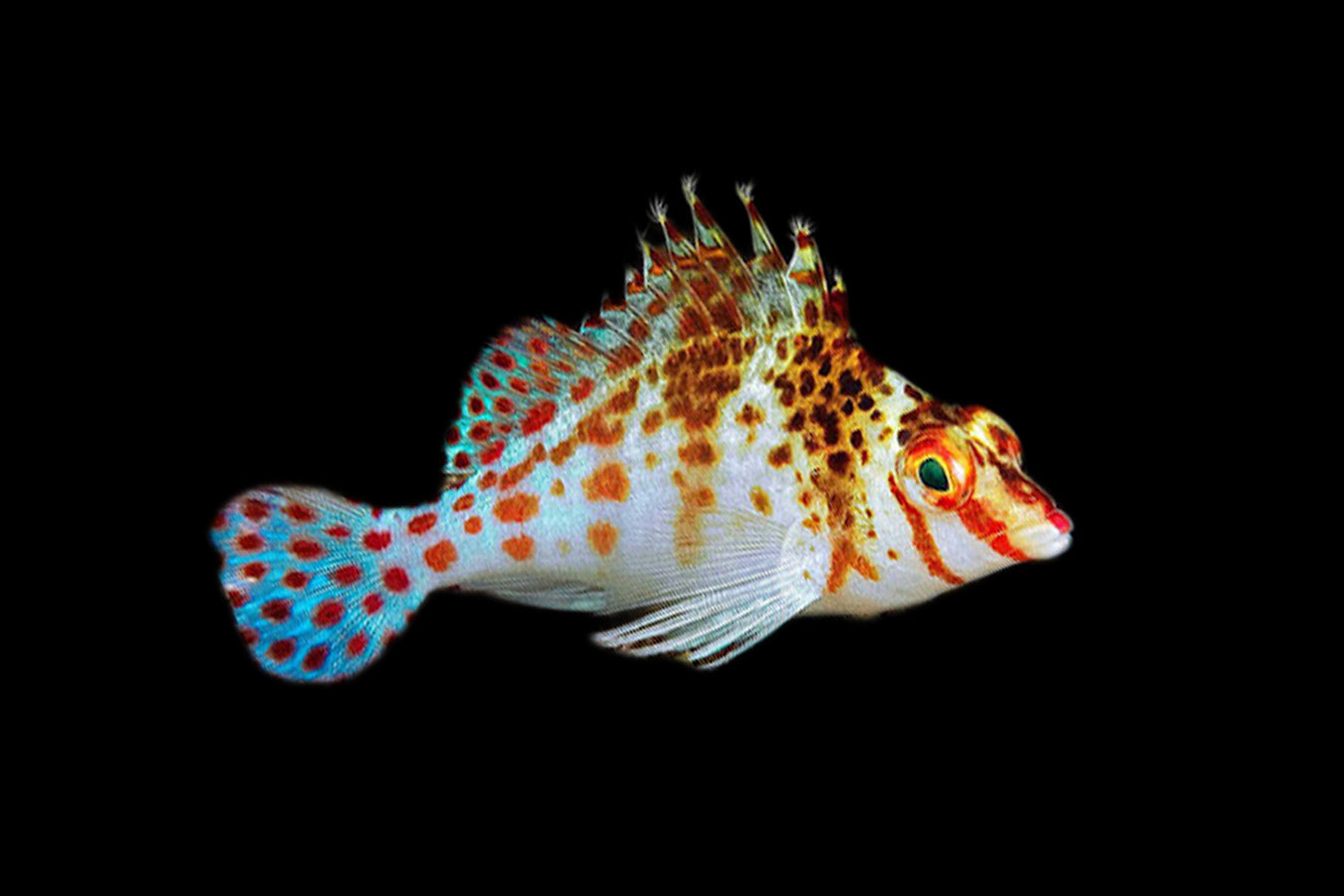 Hawkfish